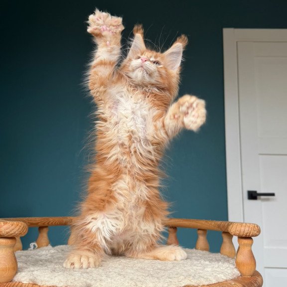 Maine Coon NOV Xtreem Polydactyl