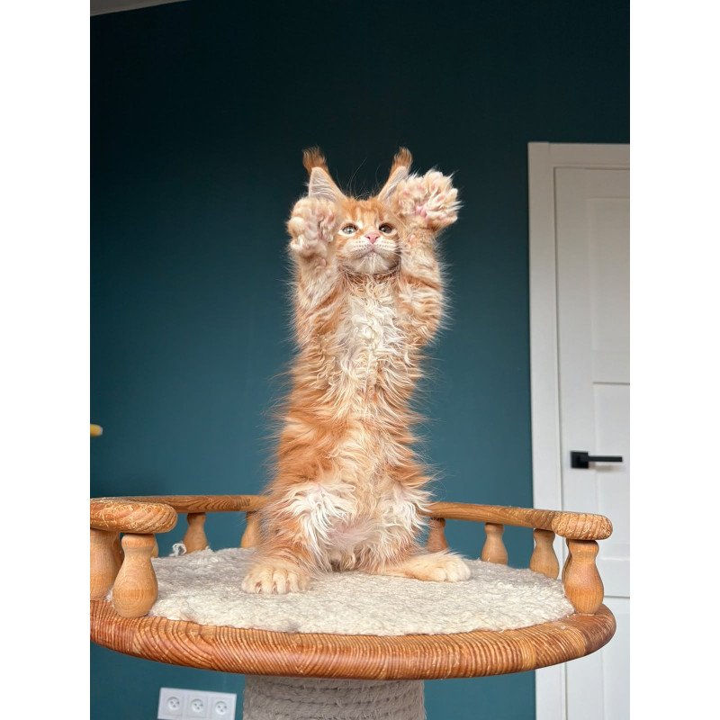 Maine Coon NOV Xtreem Polydactyl