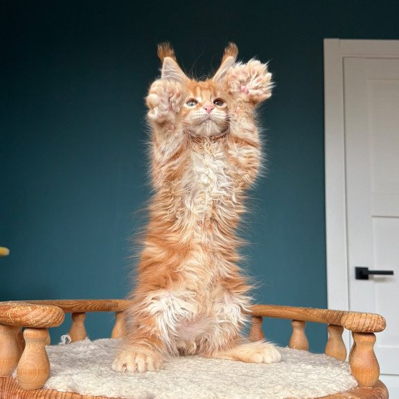 Maine Coon NOV Xtreem Polydactyl