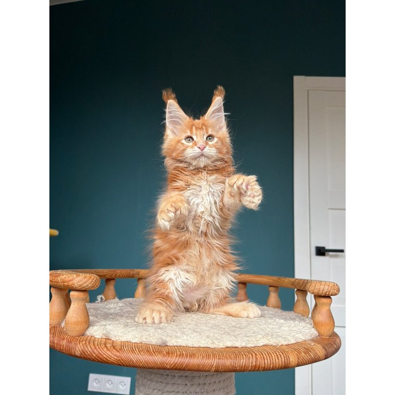 Maine Coon NOV Xtreem Polydactyl