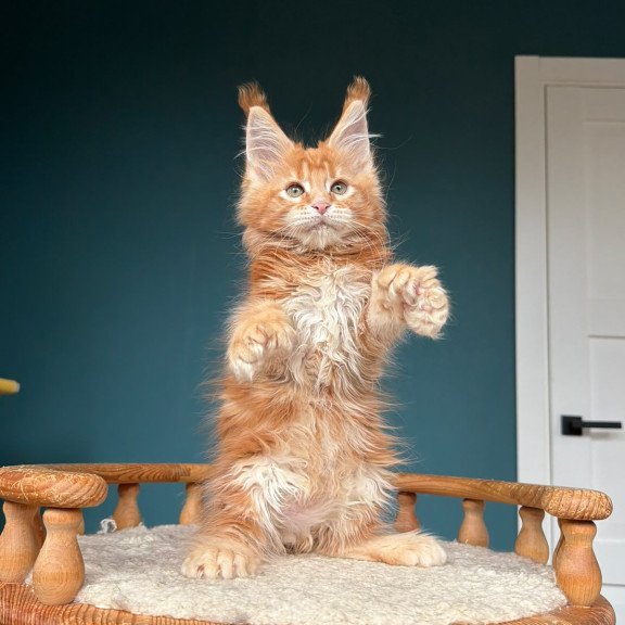 Maine Coon NOV Xtreem Polydactyl