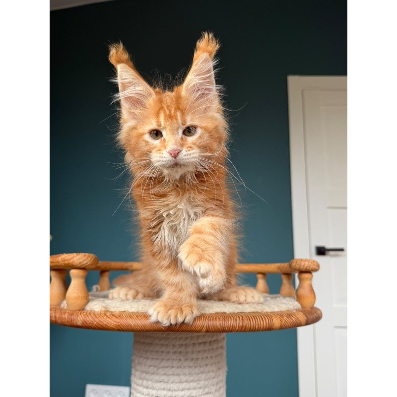 Maine Coon NOV Xtreem Polydactyl