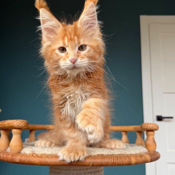 Maine Coon NOV Xtreem Polydactyl