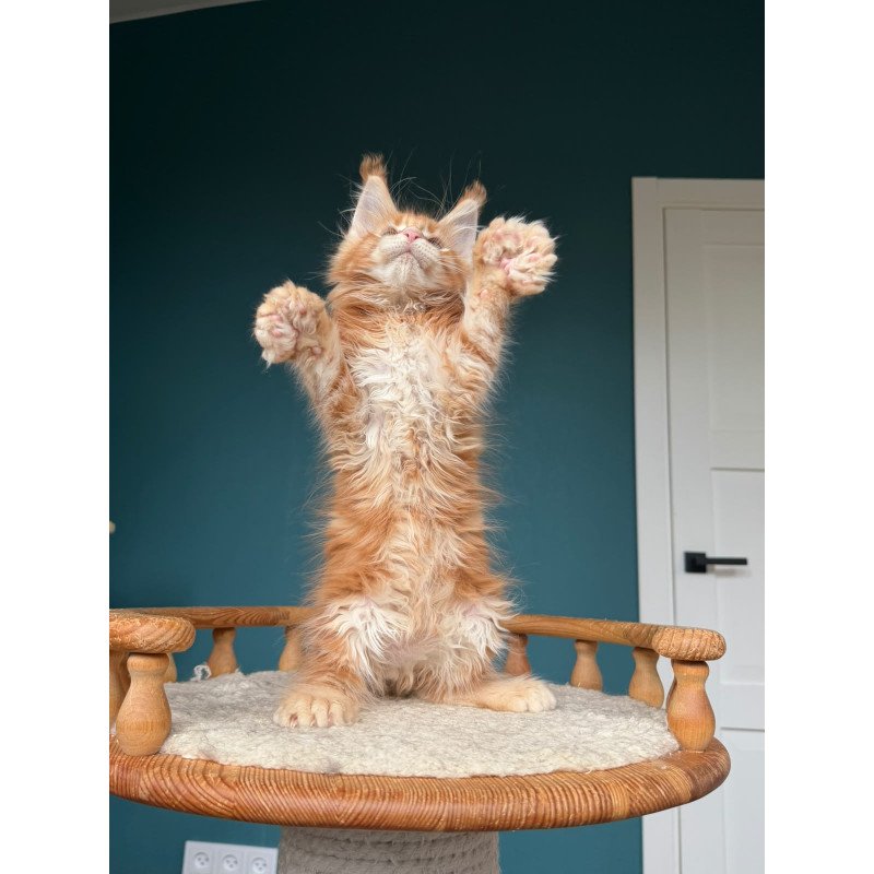 Maine Coon NOV Xtreem Polydactyl