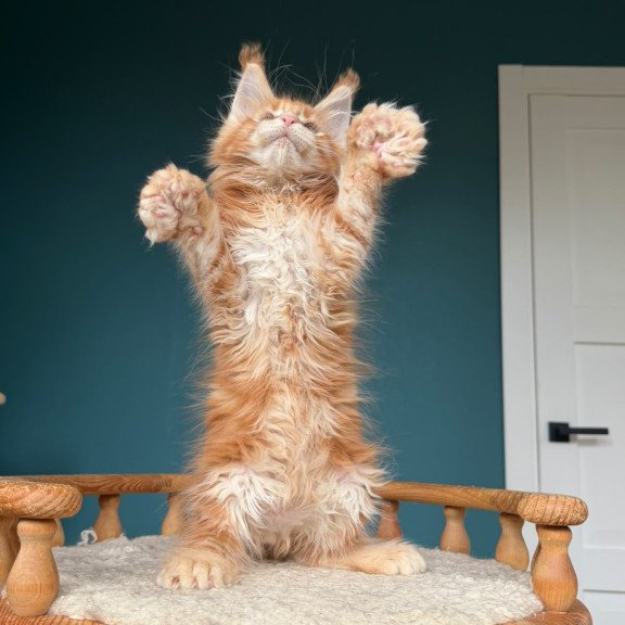 Maine Coon NOV Xtreem Polydactyl