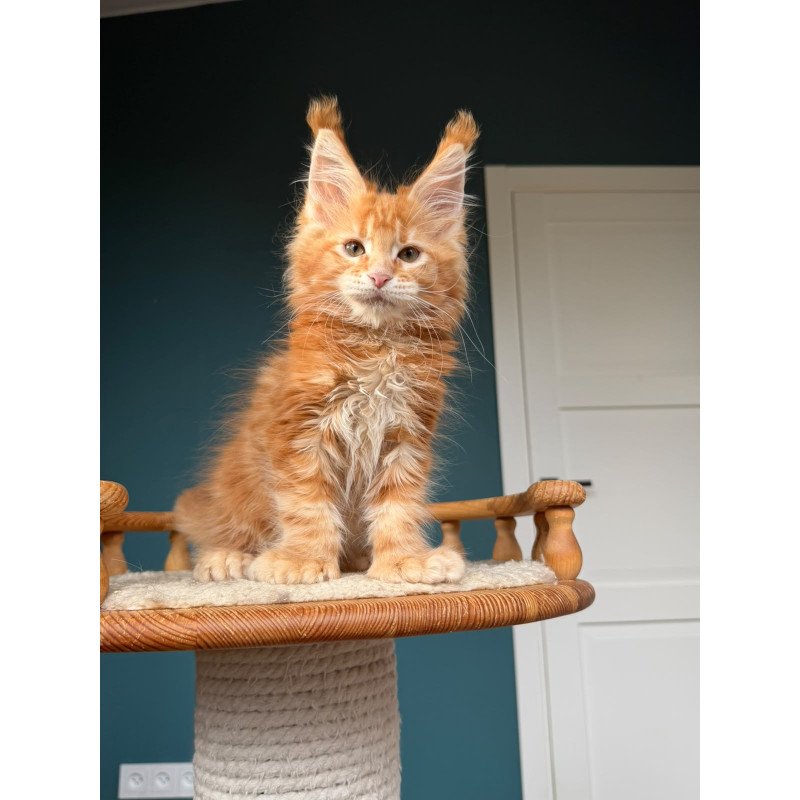 Maine Coon NOV Xtreem Polydactyl