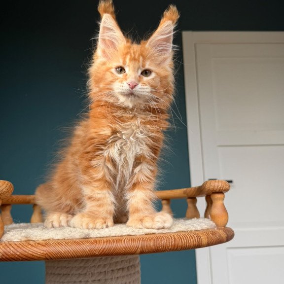 Maine Coon NOV Xtreem Polydactyl