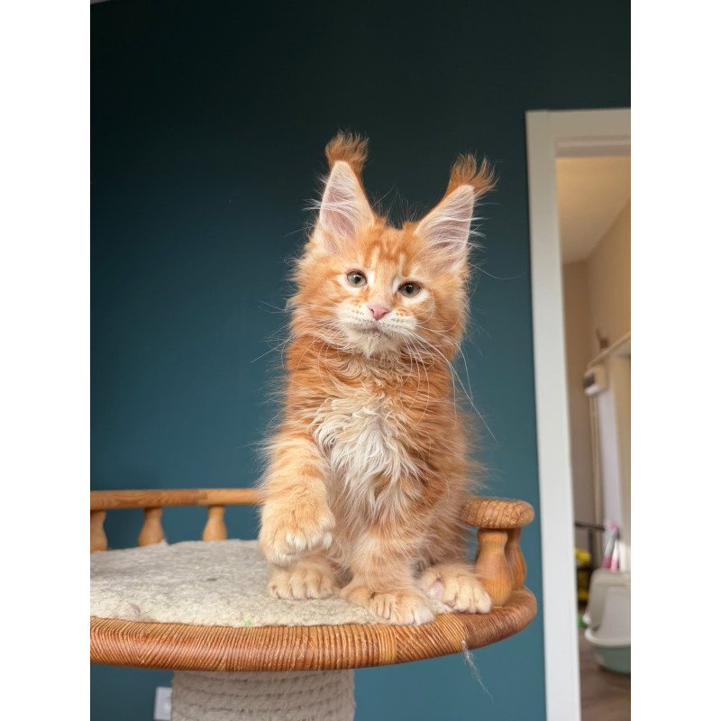 Maine Coon NOV Xtreem Polydactyl