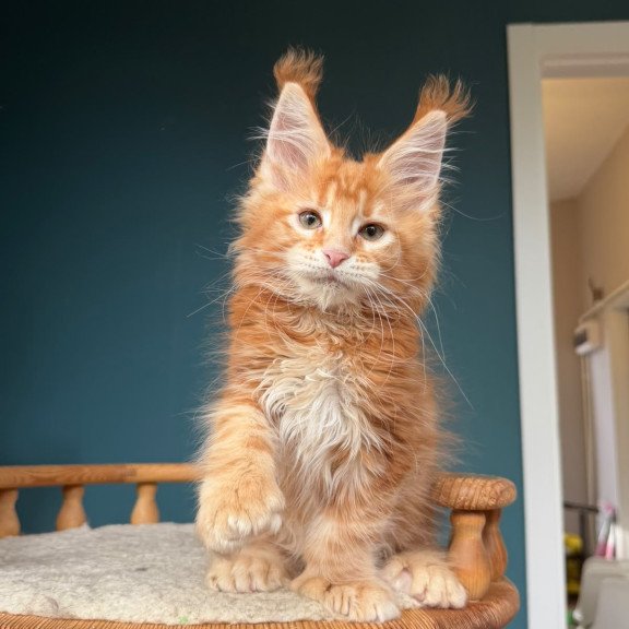 Maine Coon NOV Xtreem Polydactyl