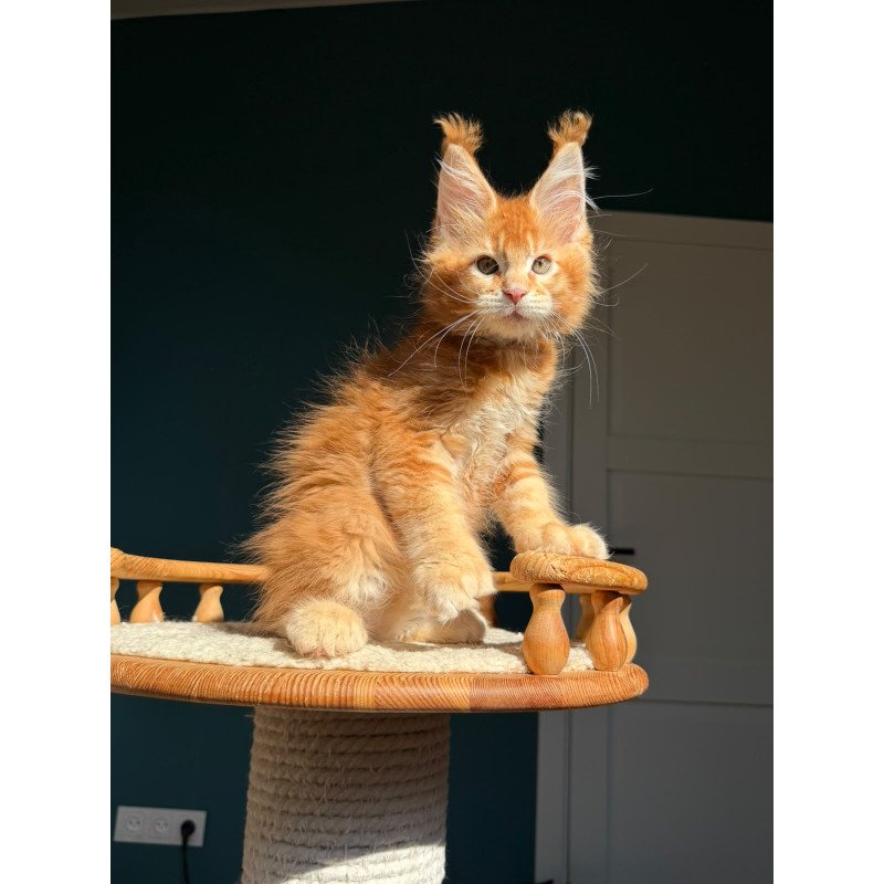 Maine Coon NOV X’big love Polydactyl