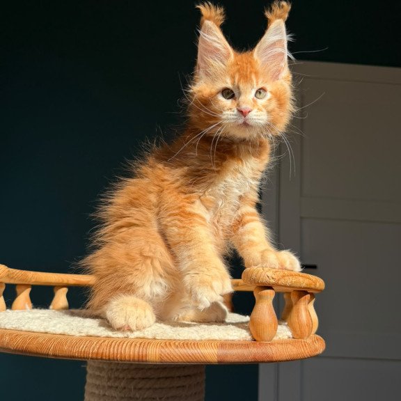 Maine Coon NOV X’big love Polydactyl