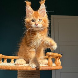 Maine Coon NOV X’big love...