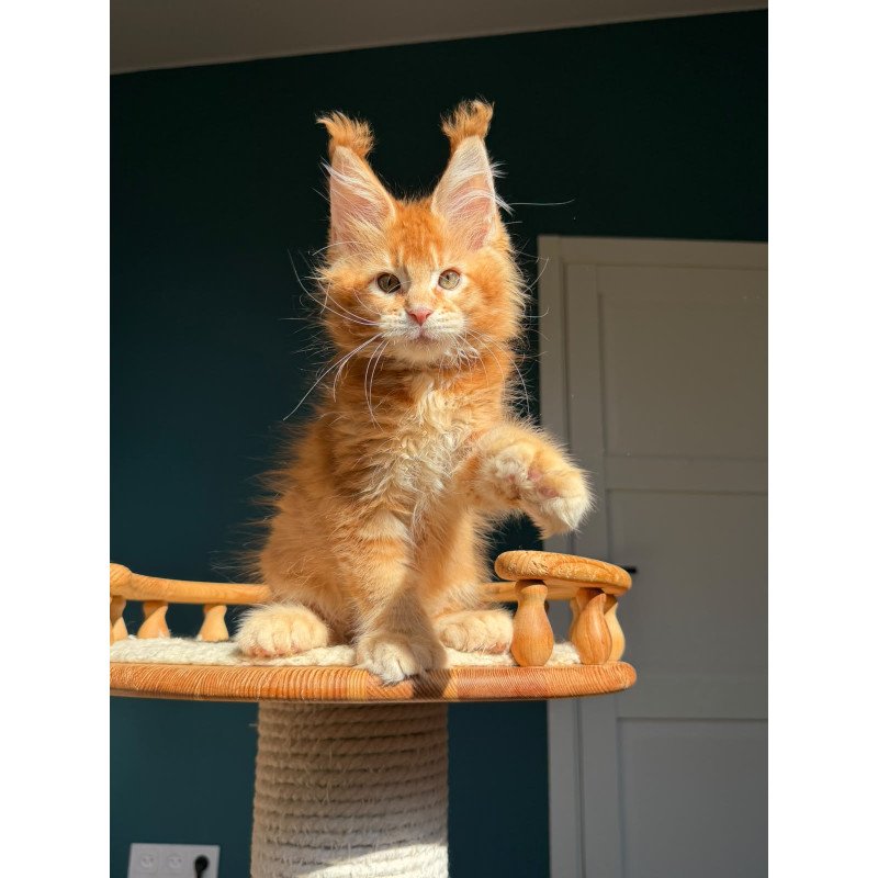 Maine Coon NOV X’big love Polydactyl