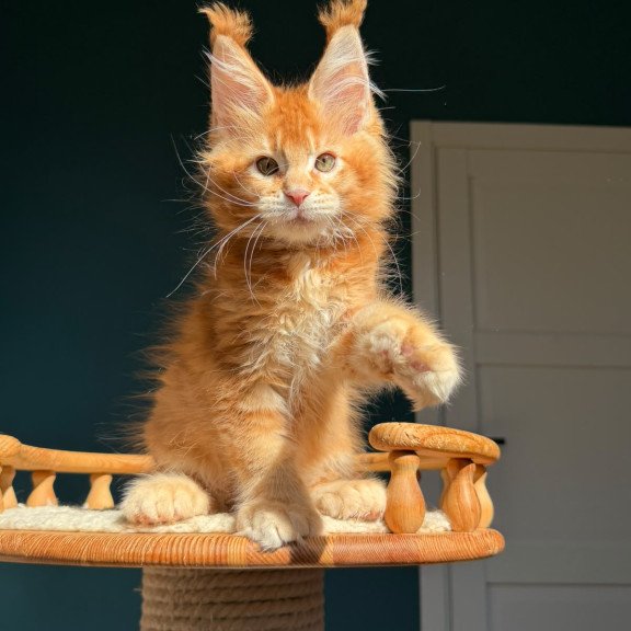 Maine Coon NOV X’big love Polydactyl