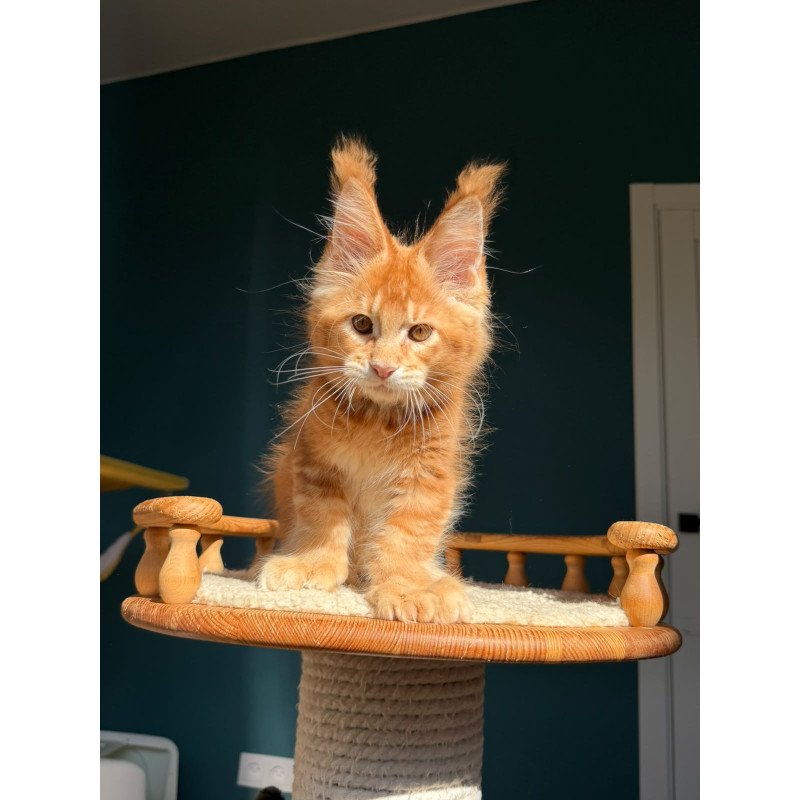 Maine Coon NOV X’big love Polydactyl