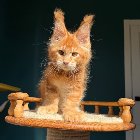 Maine Coon NOV X’big love Polydactyl