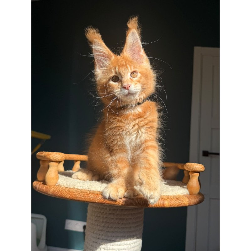 Maine Coon NOV X’big love Polydactyl