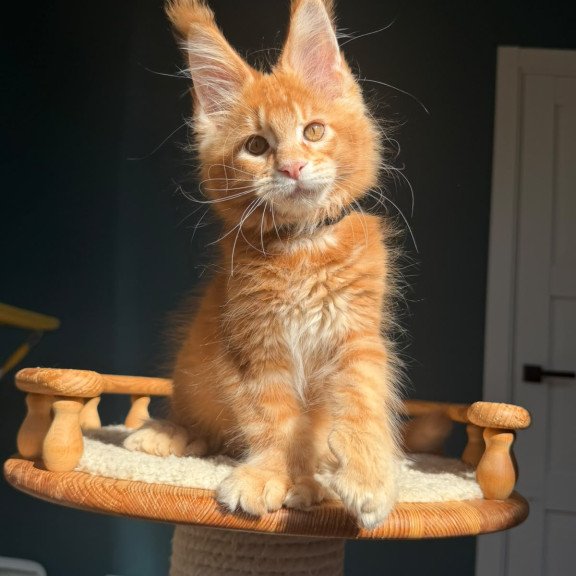 Maine Coon NOV X’big love Polydactyl