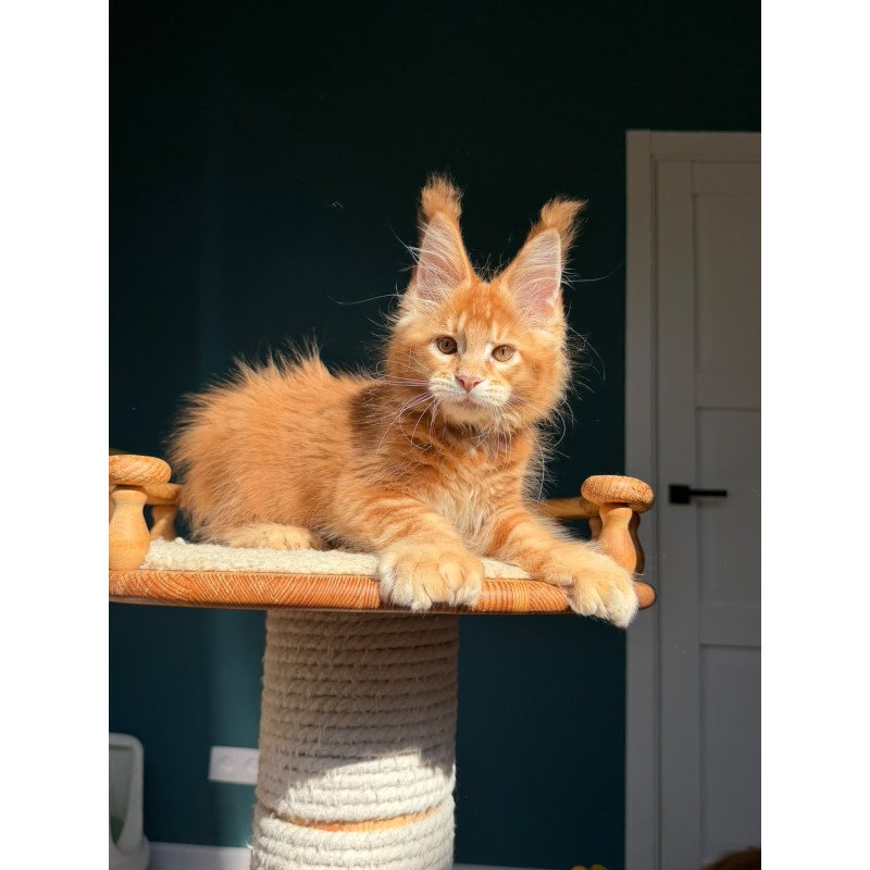 Maine Coon NOV X’big love Polydactyl