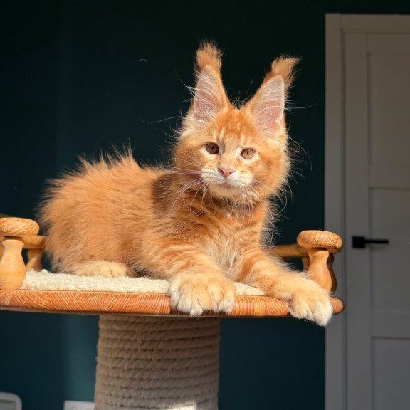 Maine Coon NOV X’big love Polydactyl