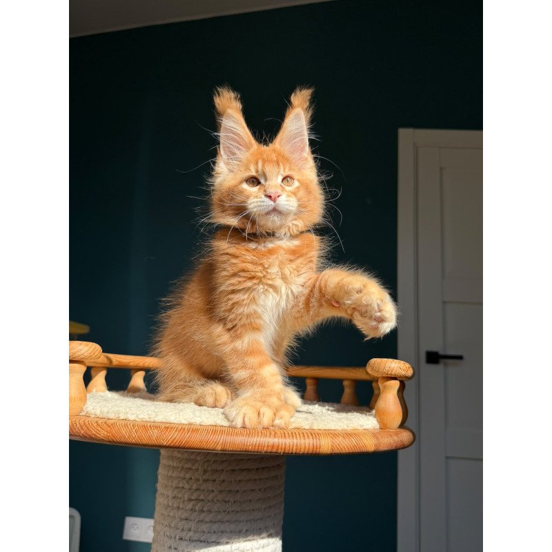 Maine Coon NOV X’big love Polydactyl