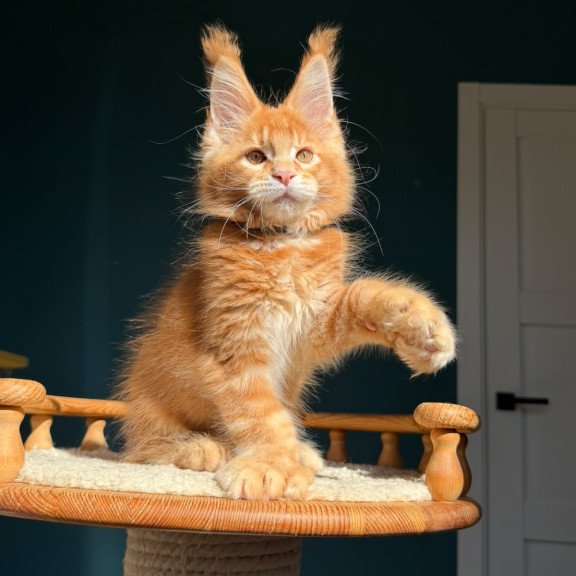 Maine Coon NOV X’big love Polydactyl