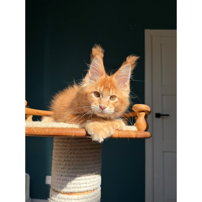 Maine Coon NOV X’big love Polydactyl