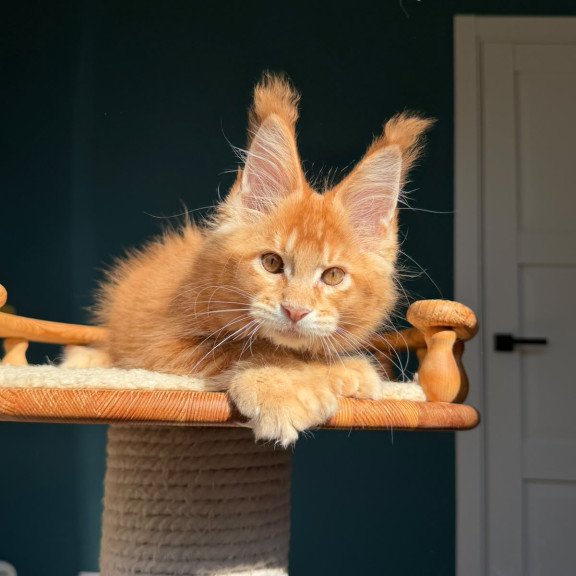 Maine Coon NOV X’big love Polydactyl