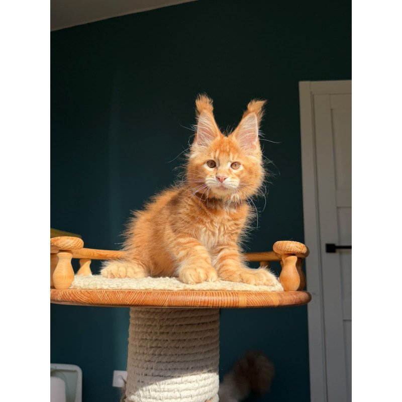 Maine Coon NOV X’big love Polydactyl