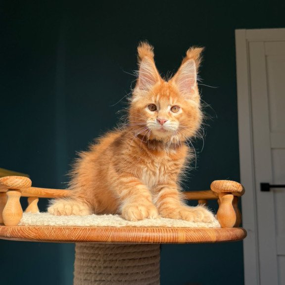 Maine Coon NOV X’big love Polydactyl