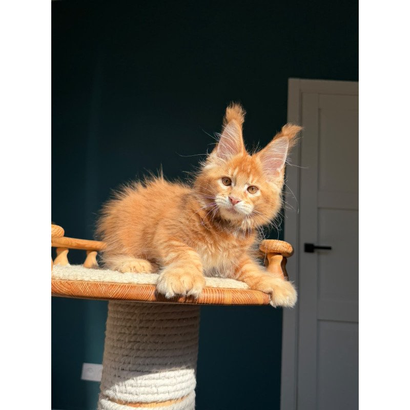 Maine Coon NOV X’big love Polydactyl