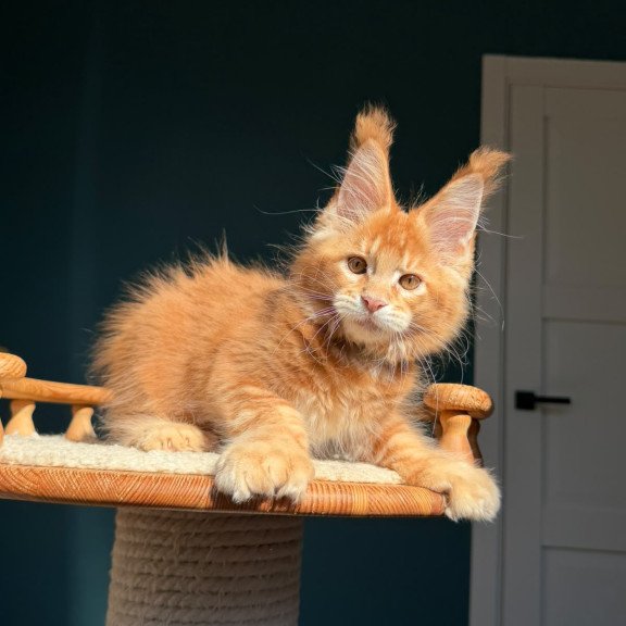 Maine Coon NOV X’big love Polydactyl