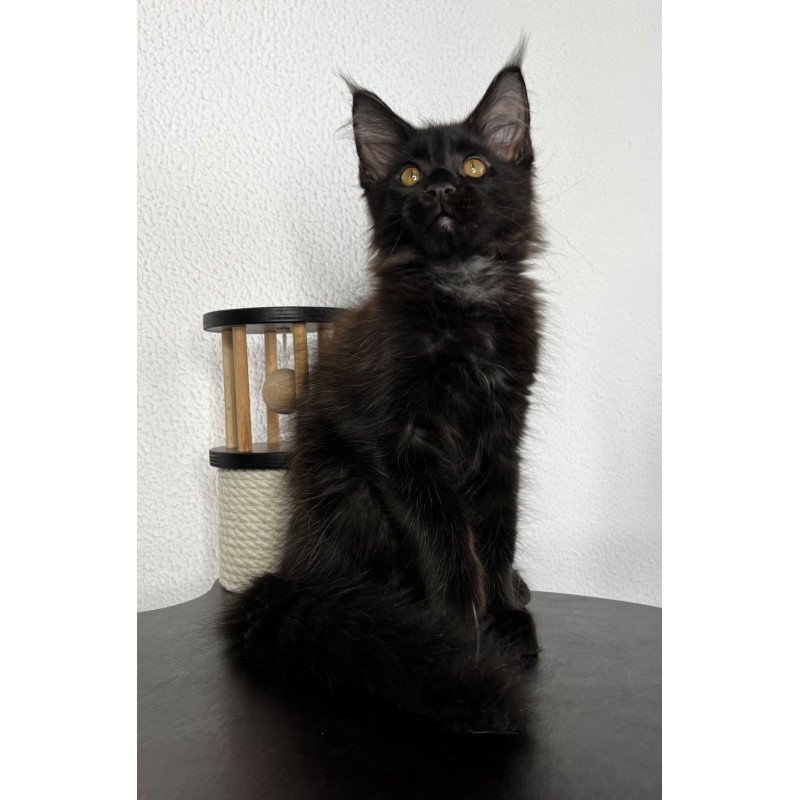 Maine Coon NOV Baloo