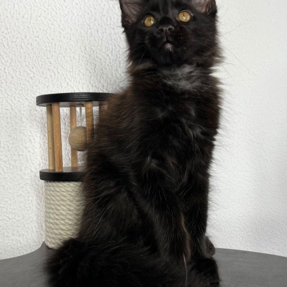 Maine Coon NOV Baloo