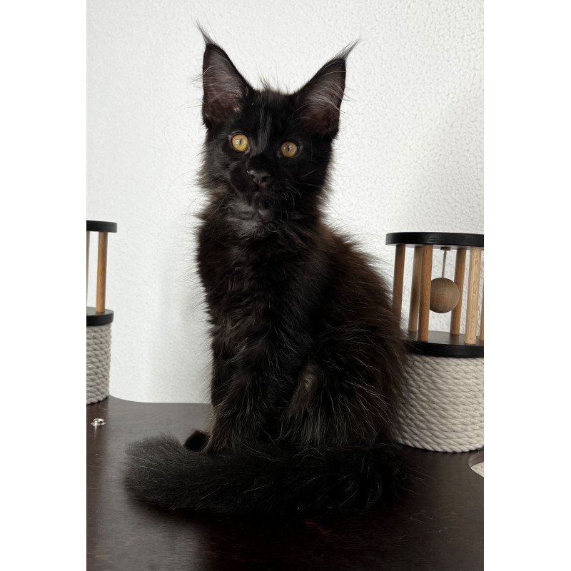 Maine Coon NOV Baloo