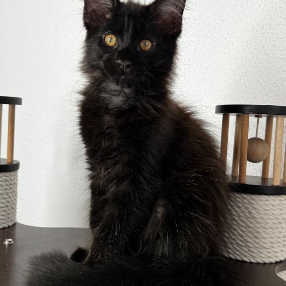 Maine Coon NOV Baloo