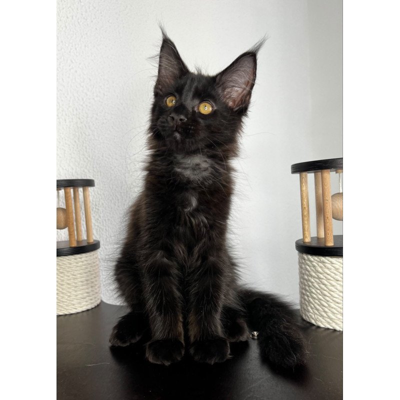 Maine Coon NOV Baloo