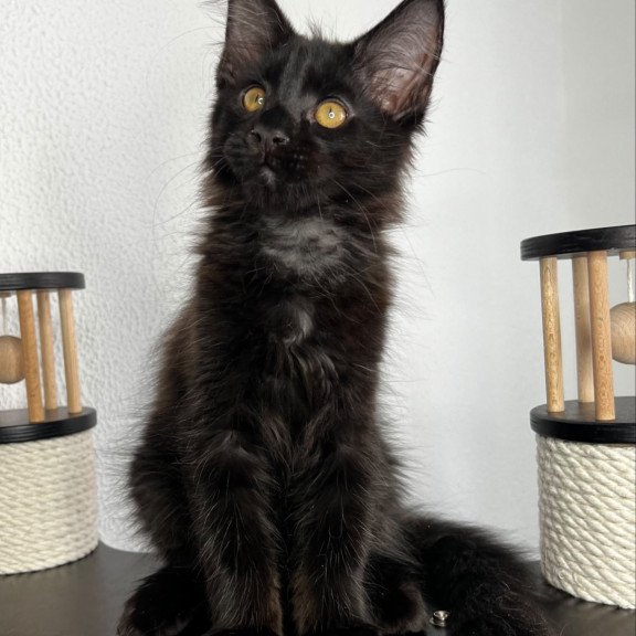 Maine Coon NOV Baloo