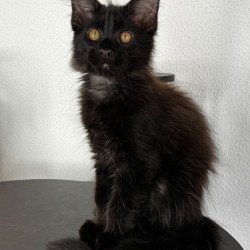 Maine Coon NOV Baloo