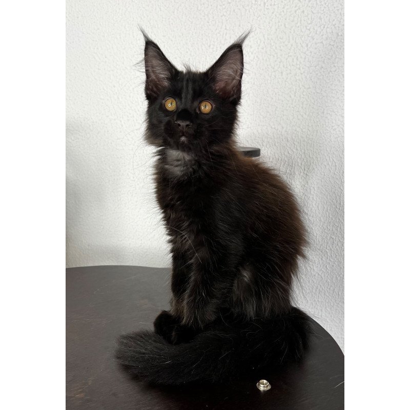 Maine Coon NOV Baloo