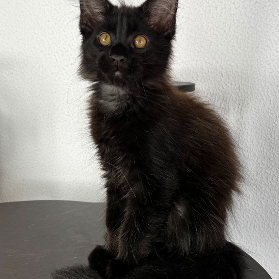Maine Coon NOV Baloo