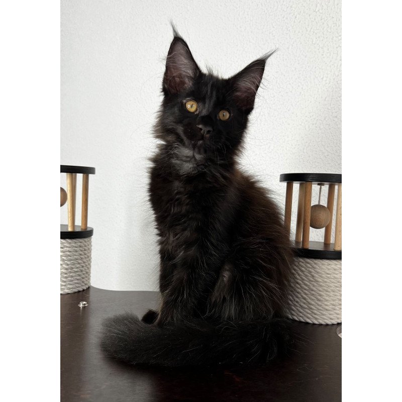 Maine Coon NOV Baloo