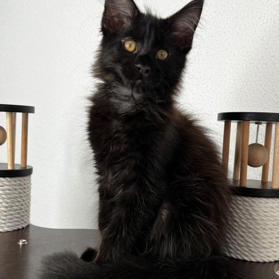 Maine Coon NOV Baloo