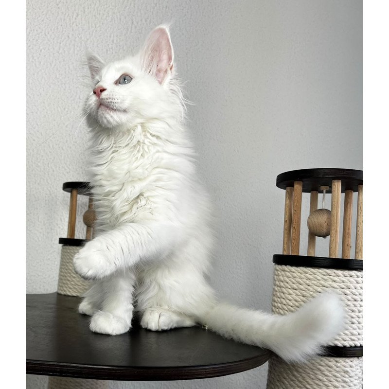 Maine Coon NOV Bentley