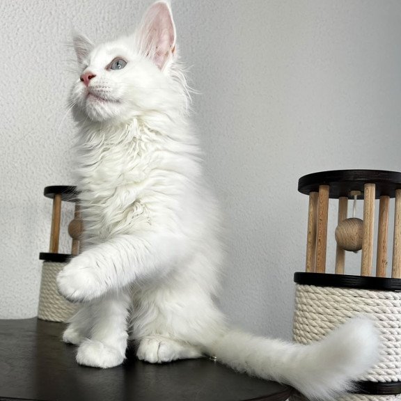 Maine Coon NOV Bentley