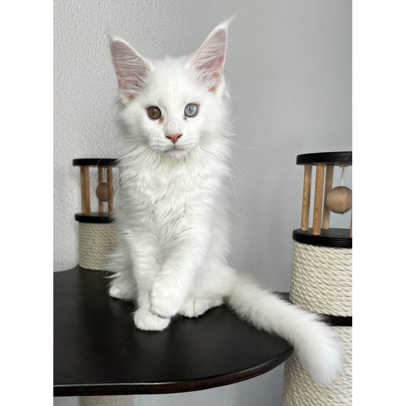 Maine Coon NOV Bentley