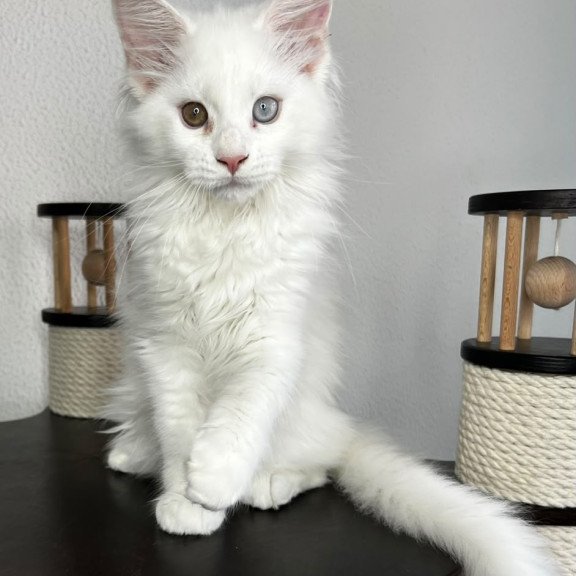 Maine Coon NOV Bentley
