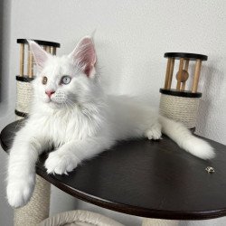 Maine Coon NOV Bentley