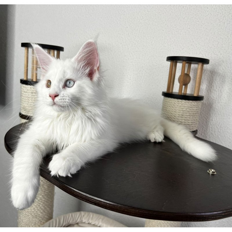 Maine Coon NOV Bentley