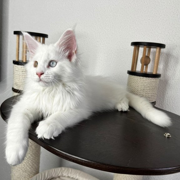 Maine Coon NOV Bentley